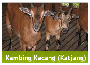 katjang